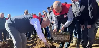 Elazığ'da Çilek Üretimi İçin 20 Bin Fide Dağıtıldı