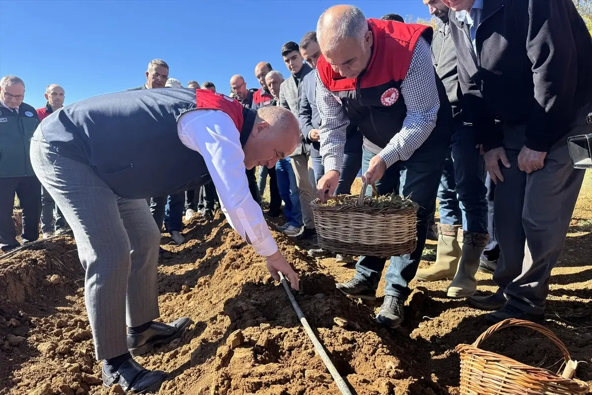 Elazığ'da Çilek Üretimi İçin 20 Bin Fide Dağıtıldı