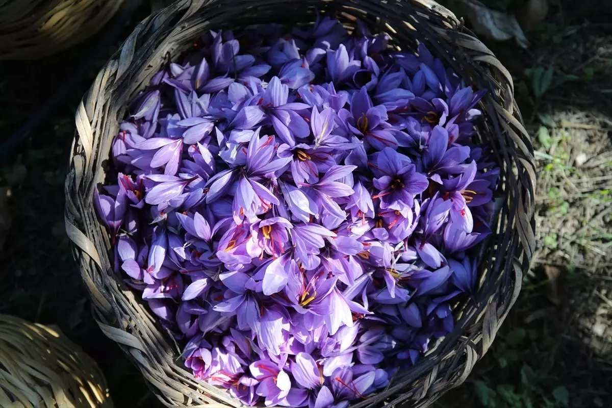 Safranın Hasadı Devam Ediyor: Safranbolu'da 'Mucize Bitki' Yetiştiriliyor