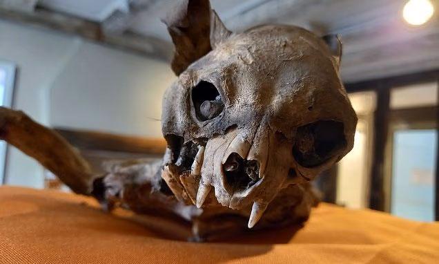 kilisenin duvarlari arasindan cikti tarihcileri 19202961 7490 m