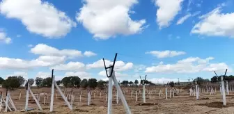 Mardin'de Atıl Araziler Modern Bağcılıkla Değerlendiriliyor