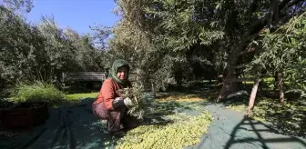 Akhisar'da Zeytin Hasadında Kalite Yükseldi, Rekolte Düşüşte