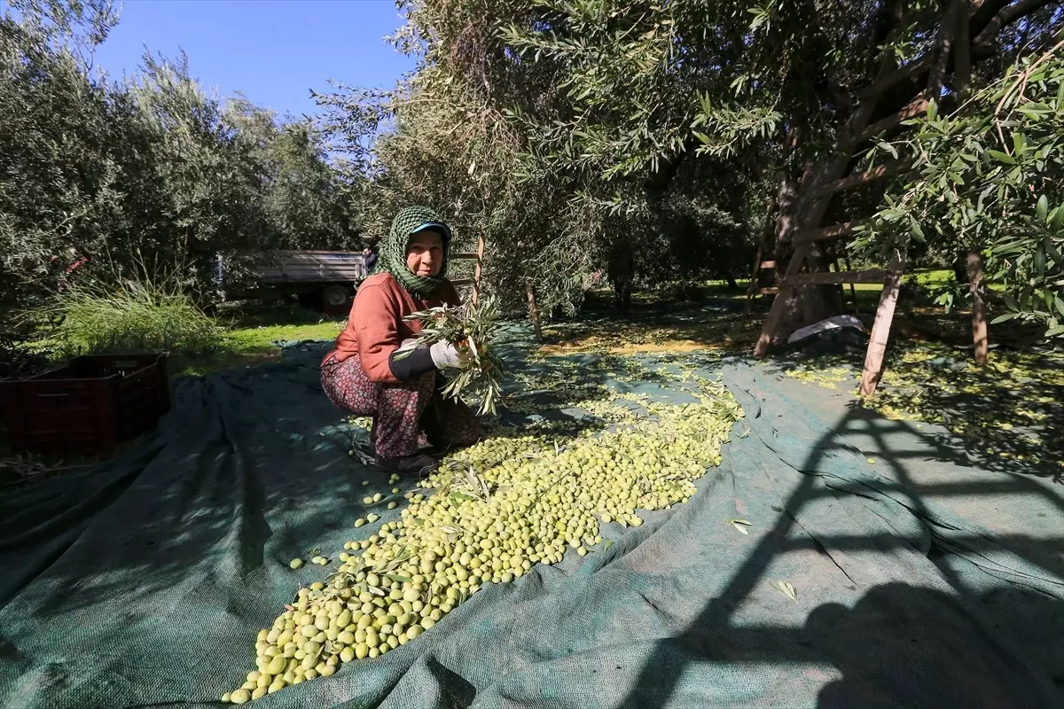 Akhisar'da Zeytin Hasadında Kalite Yükseldi, Rekolte Düşüşte