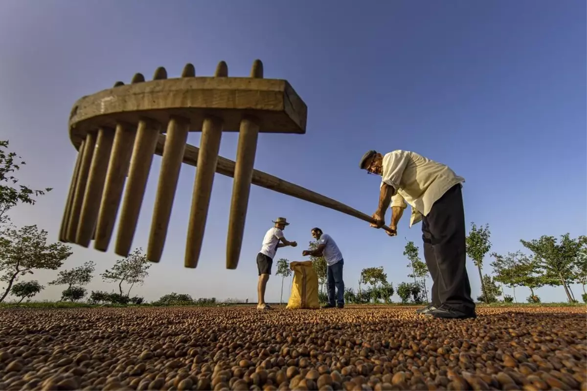 Karadeniz'de Fındık Üretiminde Kuraklık Tehlikesi