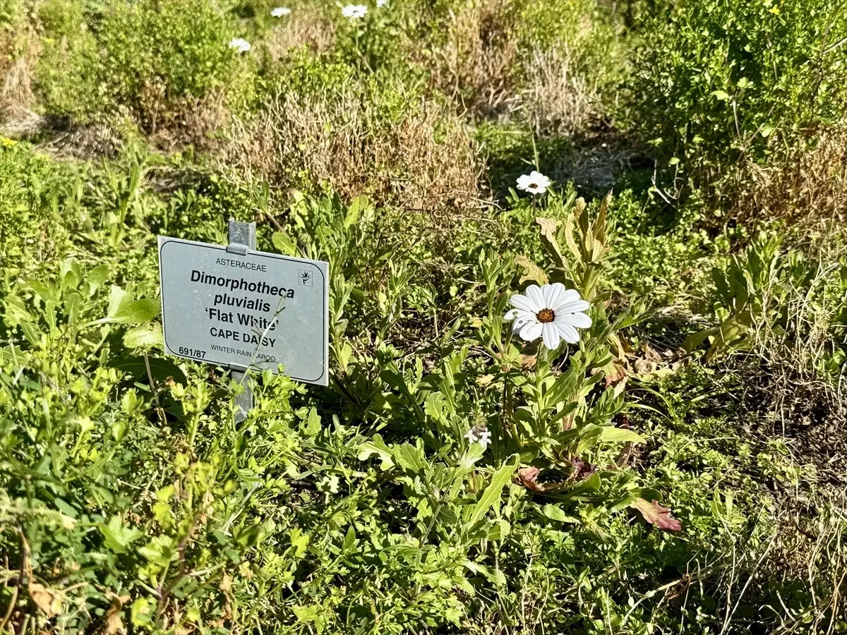 Cape Flora Krallığı: Dünyanın En Zengin Bitki Çeşitliliği