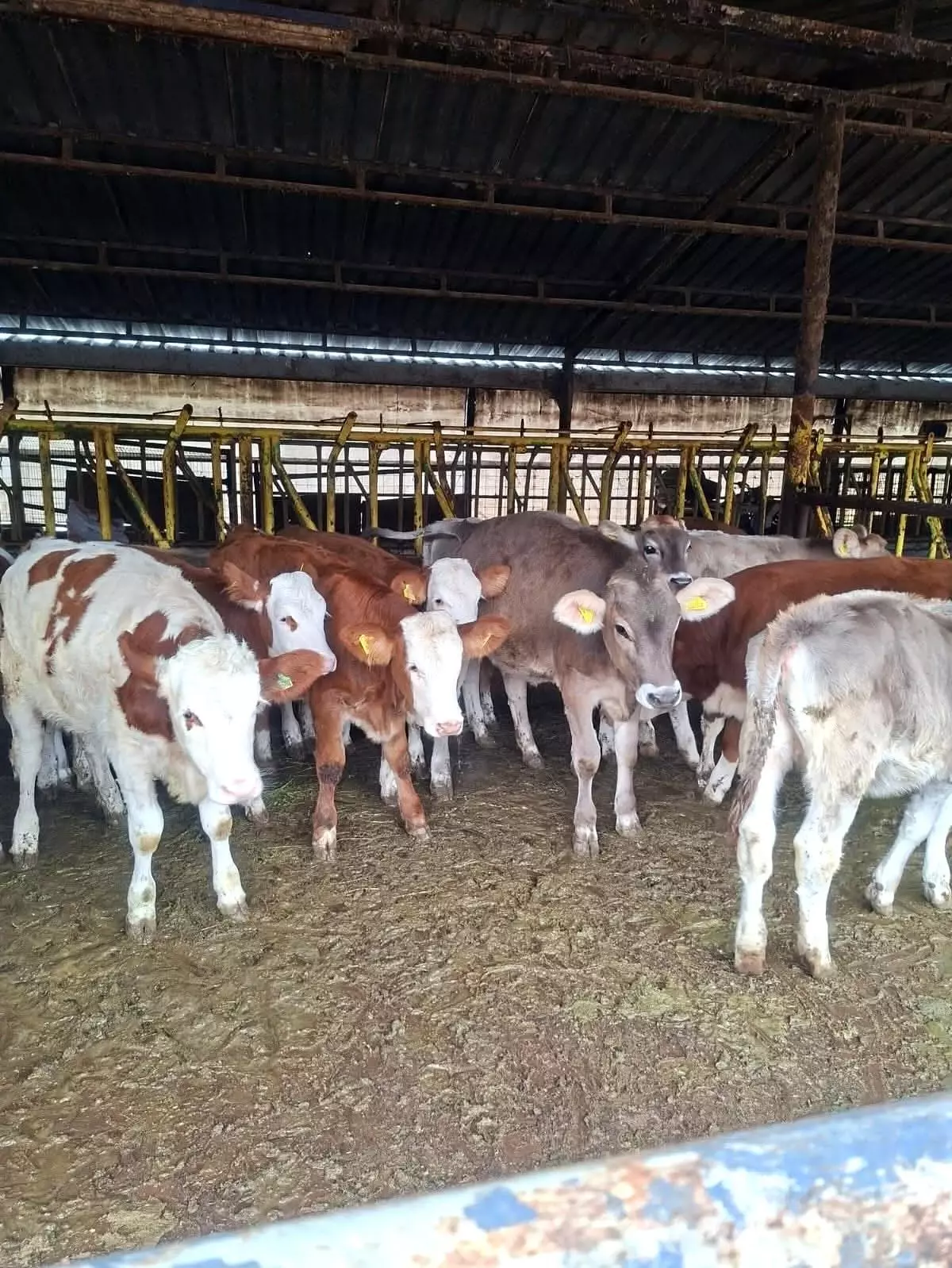 Tekirdağ'da Dişi Buzağılara Brusella Aşısı Uygulandı