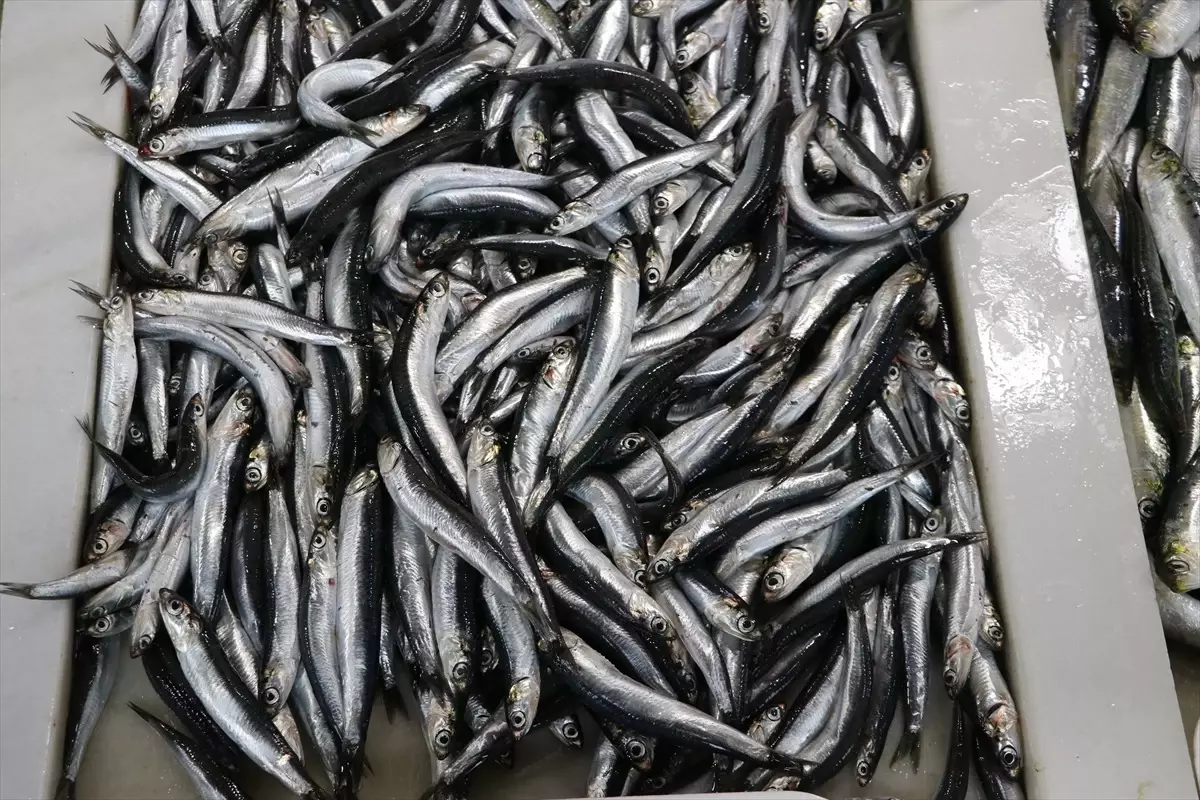 Karadeniz Hamsisi Tekirdağ'da Tezgahları Süslüyor