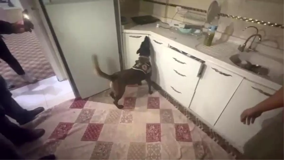 Hatay'da Narkotik Köpeği Alis, 60 Bin Captagon Hap Buldu