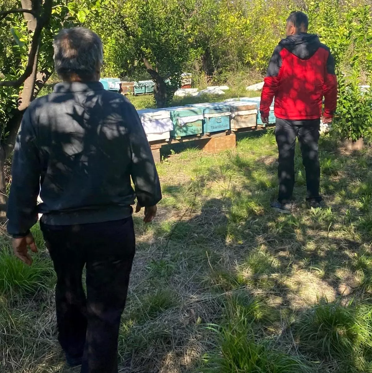 Muğla'da Arılı Kovan Destekleme Programı Devam Ediyor