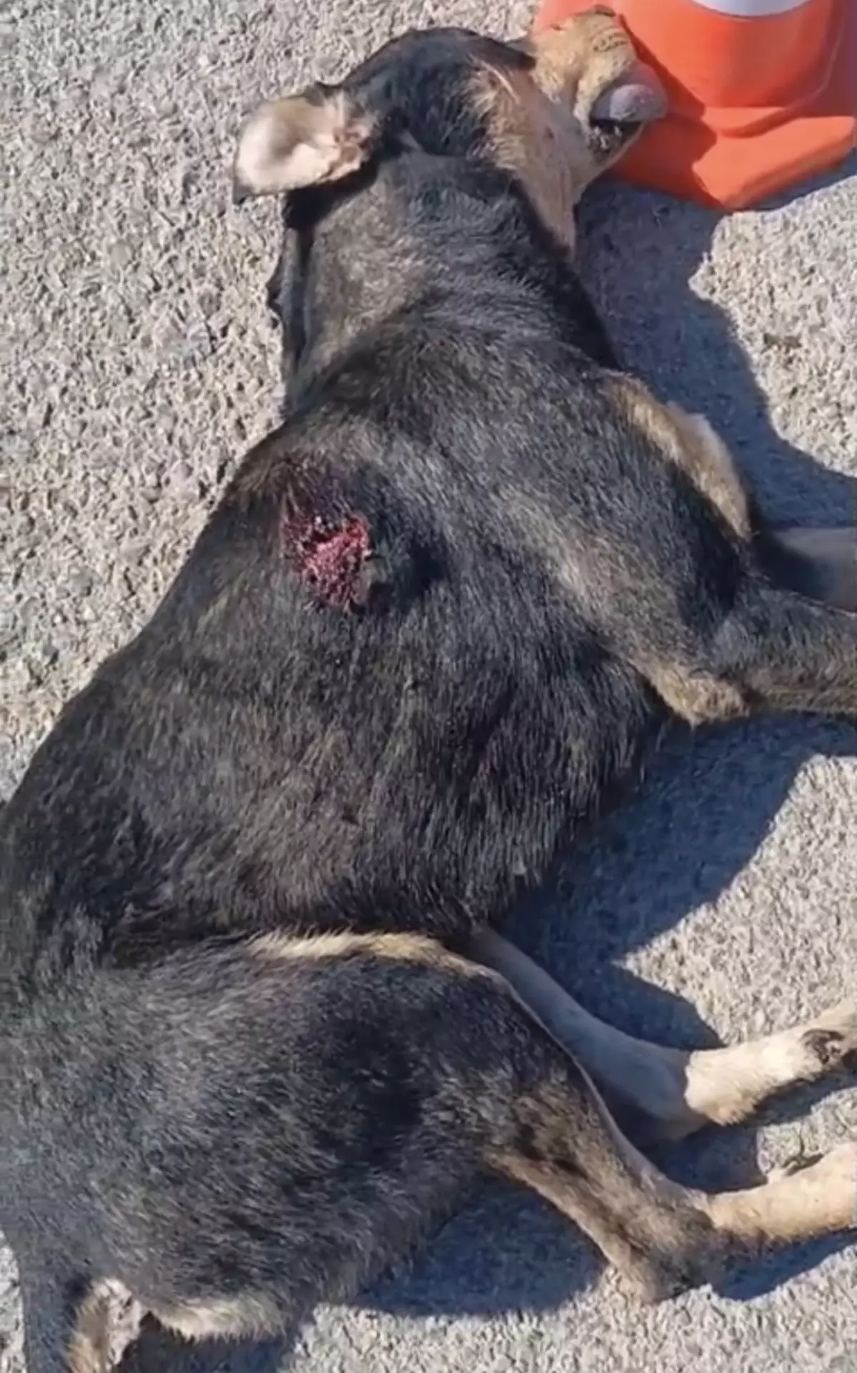 Kırıkhan'da Sahipsiz Köpek Tabancayla Vurularak Öldürüldü