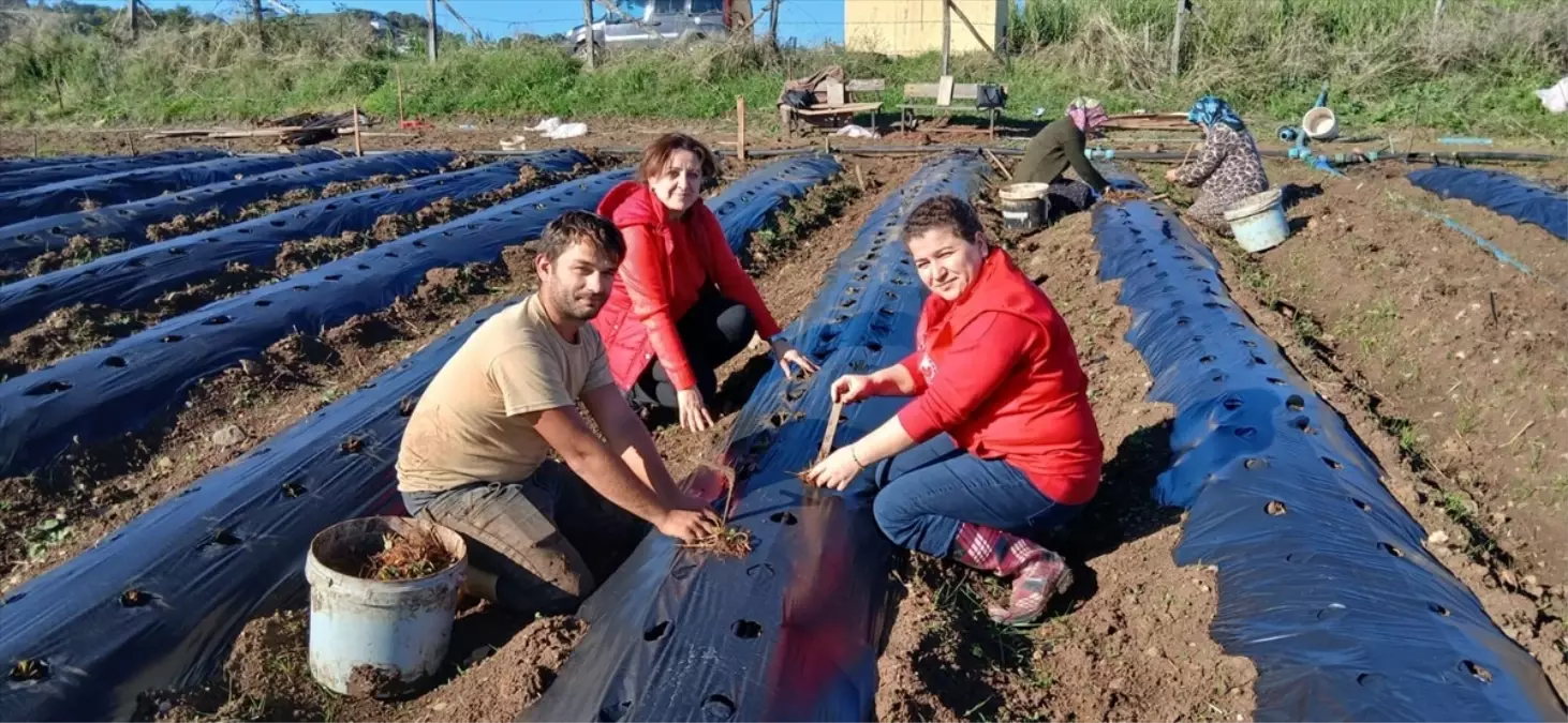 Engiz Çileği Üretimi İçin Teknik Destek Çalışmaları Sürüyor