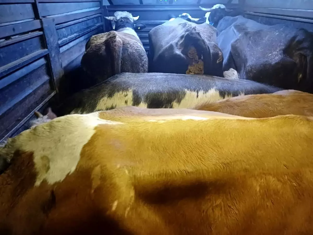 Artvin'de Büyükbaş Hayvan Hırsızlığı: 4 Şüpheli Yakalandı