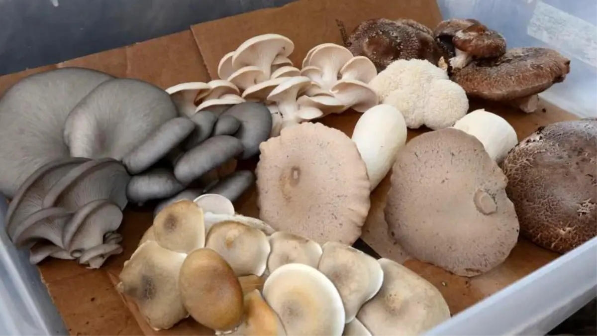 Aslan yelesi, şitaki, hindi kuyruğu: Yeni moda mantarlar gerçekten faydalı mı?