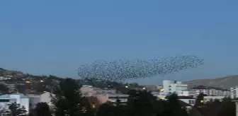 Çankırı'da Sığırcık Kuşlarının Gökyüzündeki Dansı
