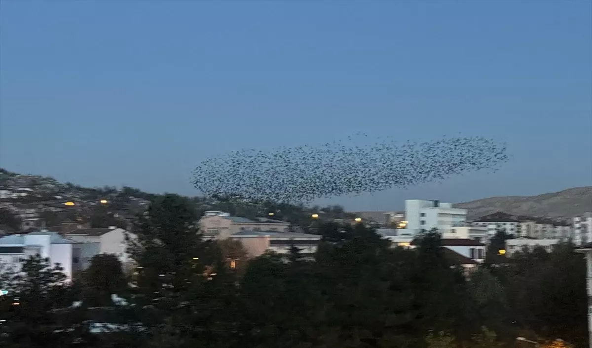 Çankırı'da Sığırcık Kuşlarının Gökyüzündeki Dansı