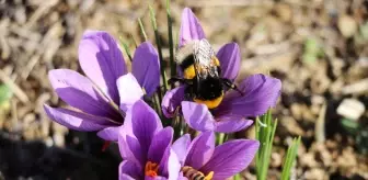 Karabük'te 'Safran İmecesi' etkinliği düzenlendi