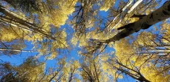 Sarıkamış'ta Sonbaharın Güzellikleri