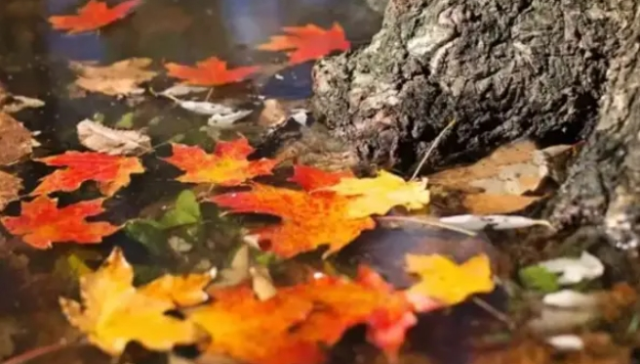 Kasım mesajları! En güzel Kasım sözleri ve mesajları! Kasım mesajları! En güzel Kasım sözleri ve mesajları!