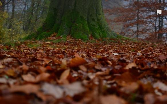 Kasım mesajları! En güzel Kasım sözleri ve mesajları! Kasım mesajları! En güzel Kasım sözleri ve mesajları!