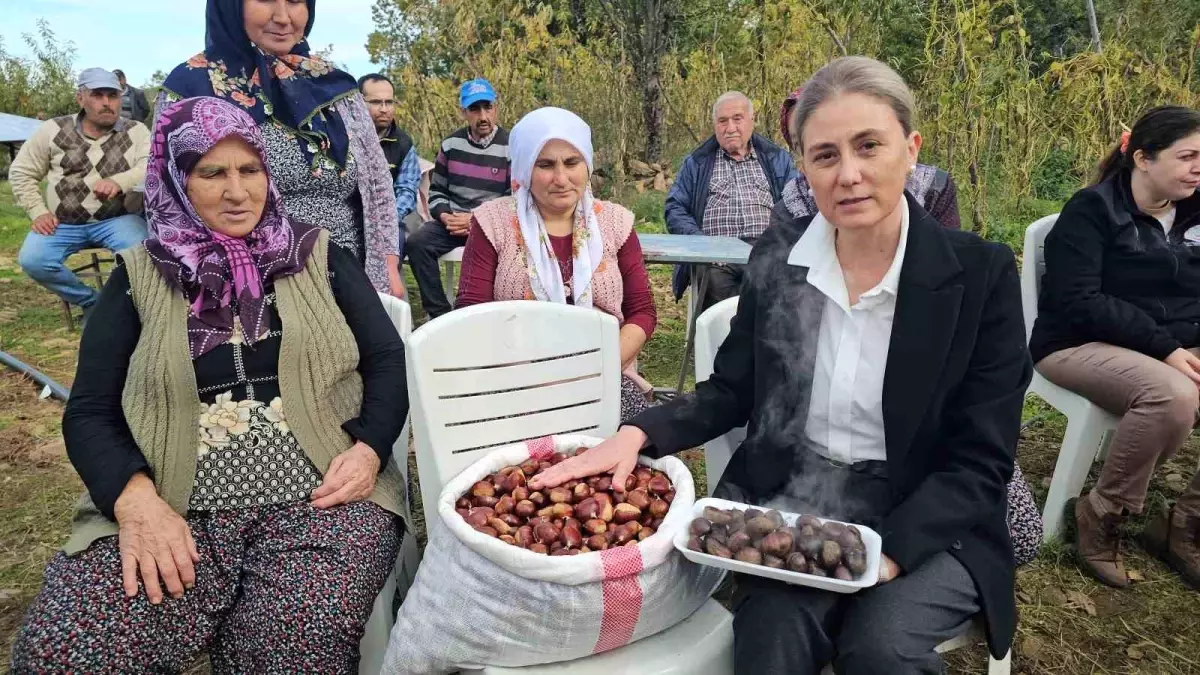 Nazilli'de Kestane Hasadı Renkli Görüntülerle Gerçekleşti