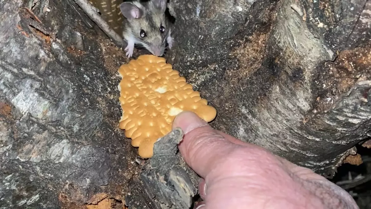 Nesli Tükenme Tehlikesi Altındaki Anadolu Dikenli Faresi Görüntülendi