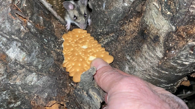 Fed the endangered mouse with a Turkish delight biscuit