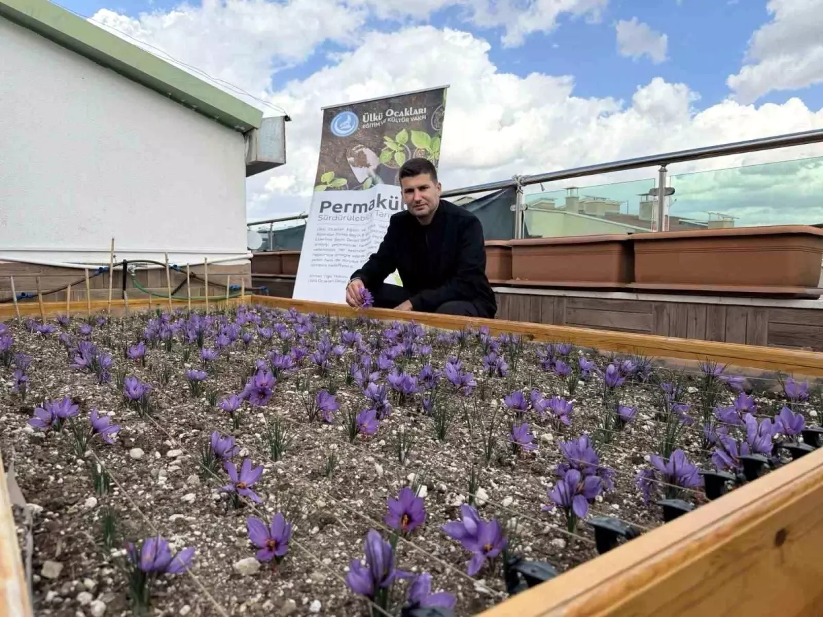 Ülkü Ocakları'nın Çatısında Safran Başarıyla Yetiştirildi