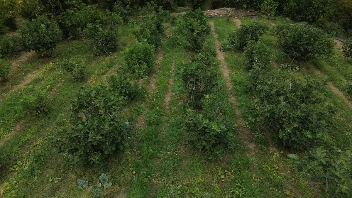 İnhisar'da İncir Hasadı Devam Ediyor