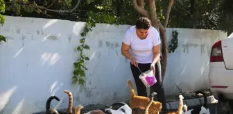 Canan Göçmen, Depremlerden Etkilenen Kedilere Destek Oluyor