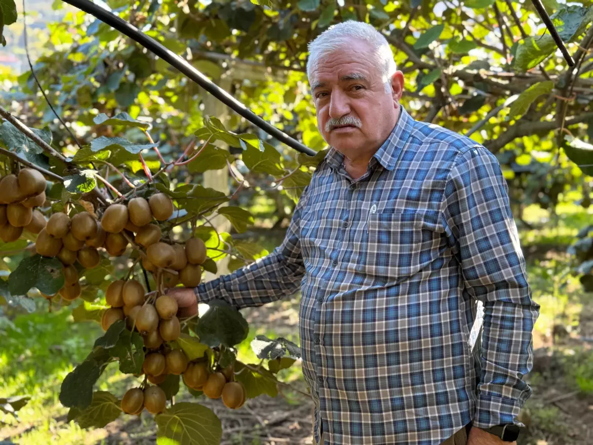 Kivi Üreticileri Erken Hasat Yapmamaları İçin Uyarıyor
