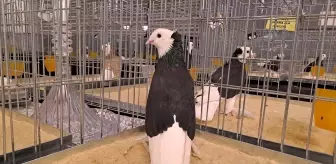 6. Tepeli Kostüm Güvercinleri Festivali Sakarya'da Gerçekleşti