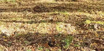 Alaçam'daki Mesire Alanında Sevimli Sincaplar Görüntülendi