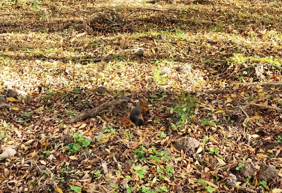 Alaçam'daki Mesire Alanında Sevimli Sincaplar Görüntülendi