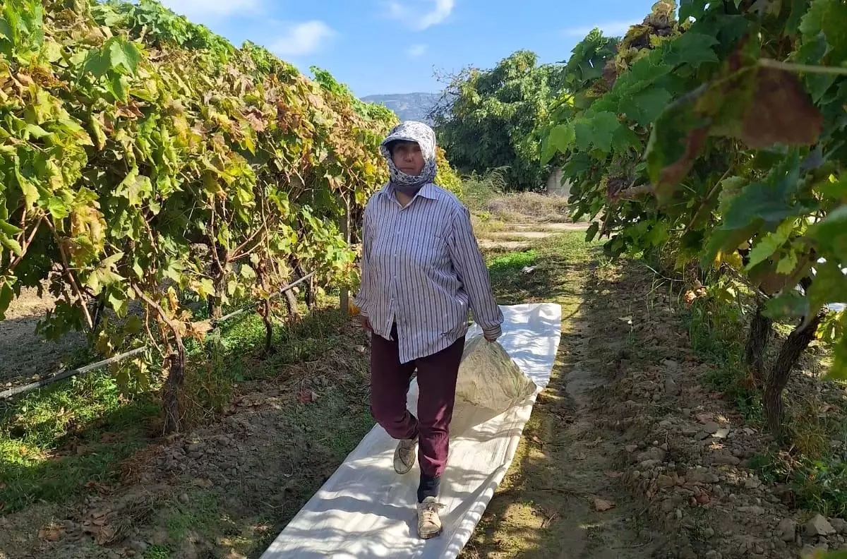 Sarıgöl'de Üzümler Hasat Edildi, Koruma Örtüleri Toplanmaya Başladı