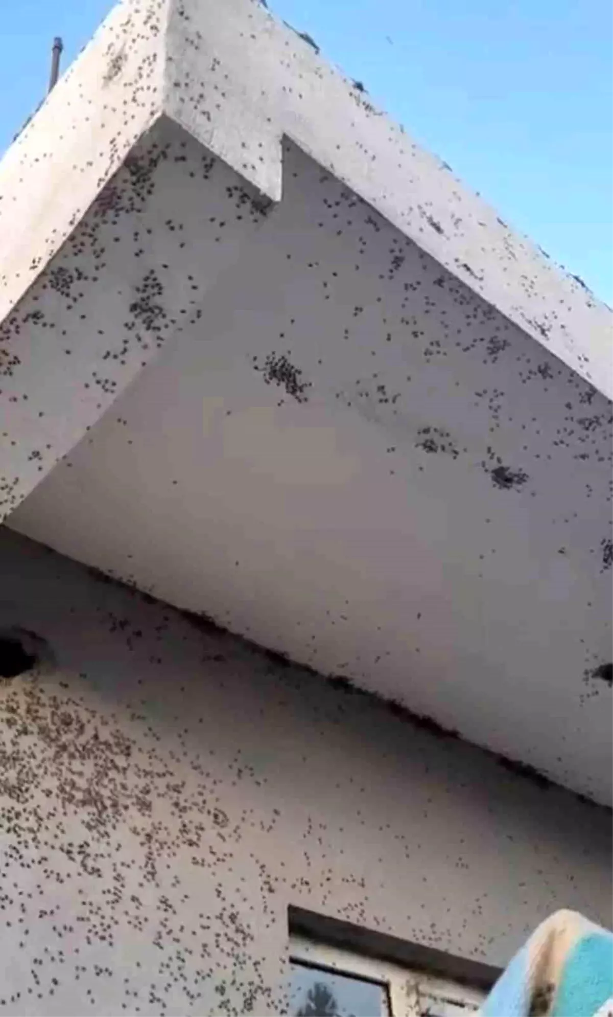 Siirt'te Sinek İstilasına Karşı Tedirginlik