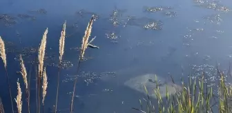 Tokat'ta Gölete Düşen Otomobilin Sürücüsü Yaralandı