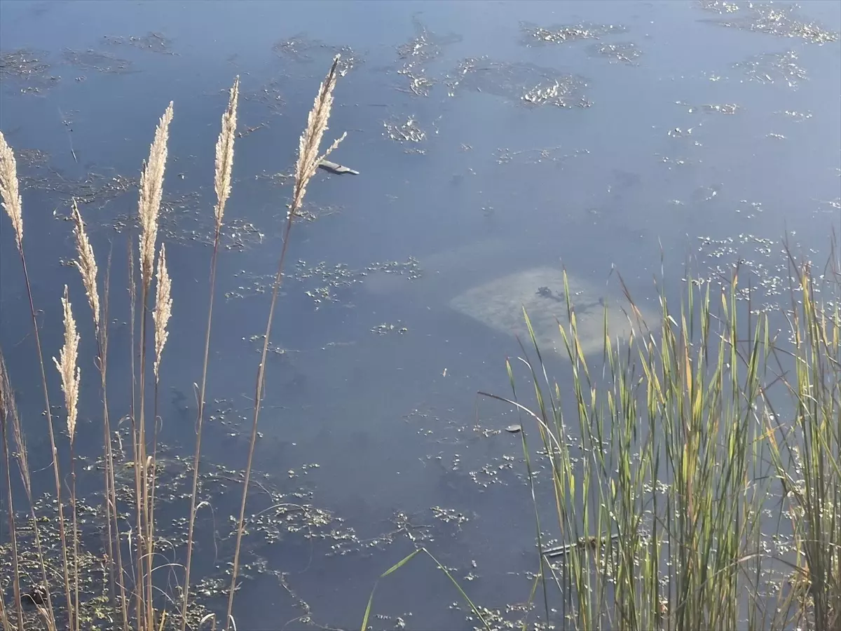 Tokat'ta Gölete Düşen Otomobilin Sürücüsü Yaralandı
