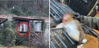 Anne, çocuklarını korumak için hastalıklı maymunu öldürdü