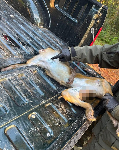 Anne, çocuklarını korumak için hastalıklı maymunu öldürdü 3 anne cocuklarini korumak icin hastalikli maymunu 19213429 7633 m