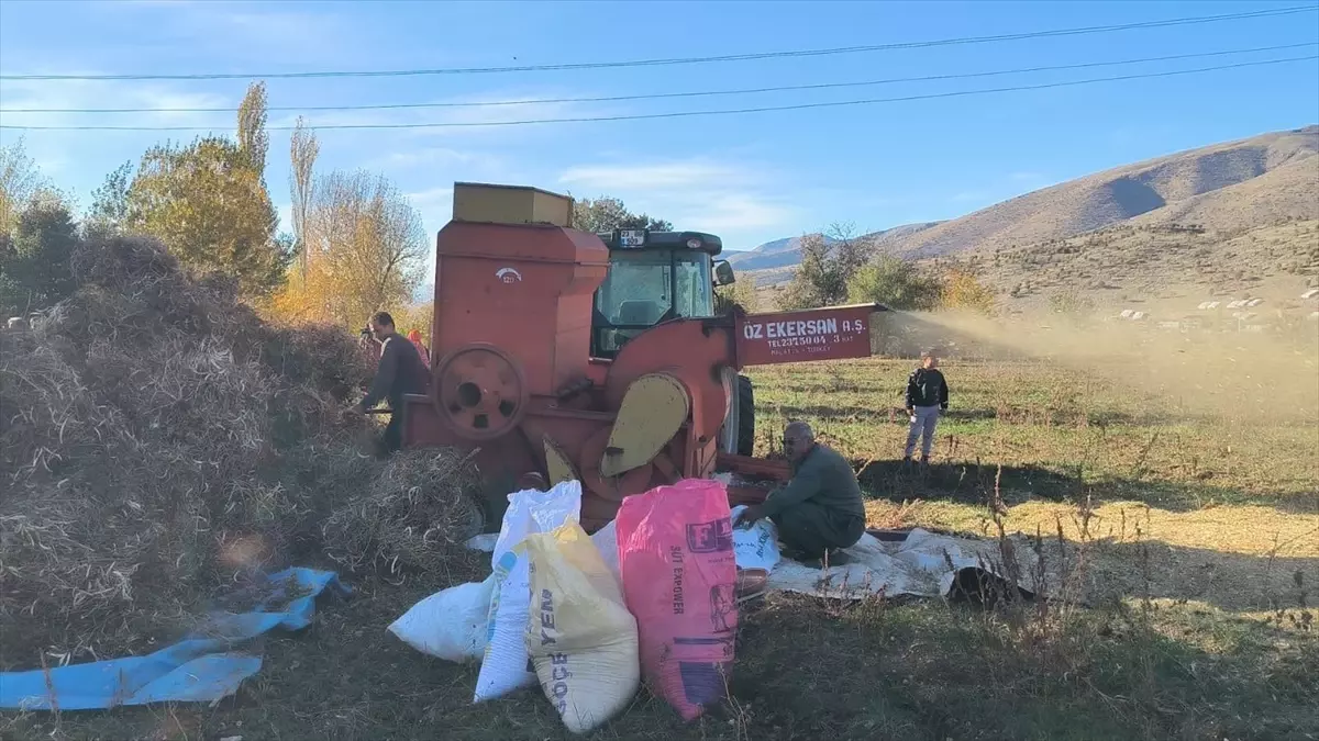 Malatya'da Kuru Fasulye Hasadı Başladı