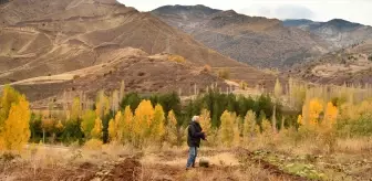 Emekli Bankacı, Şebinkarahisar'da Antep Fıstığı Bahçesi Kurdu