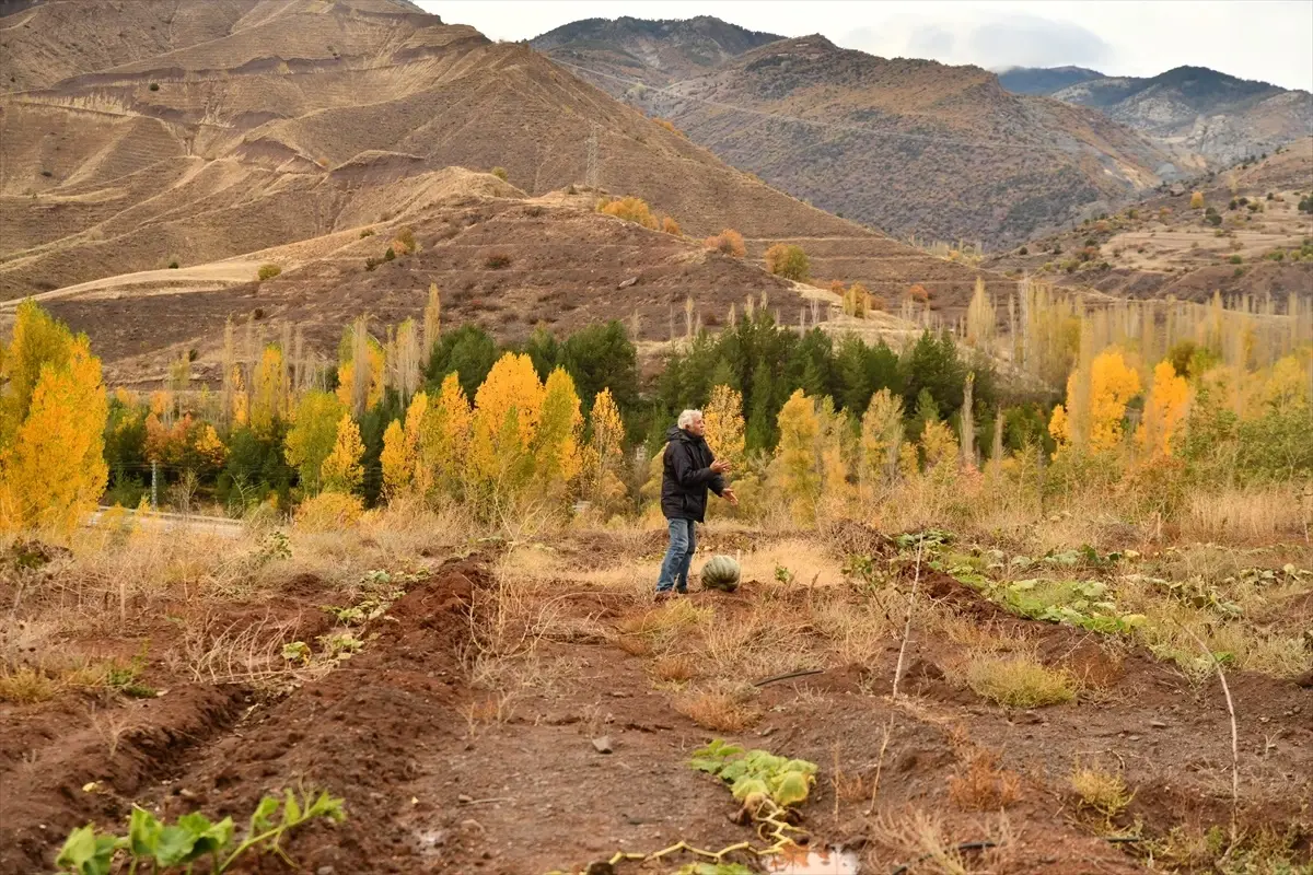 Emekli Bankacı, Şebinkarahisar'da Antep Fıstığı Bahçesi Kurdu