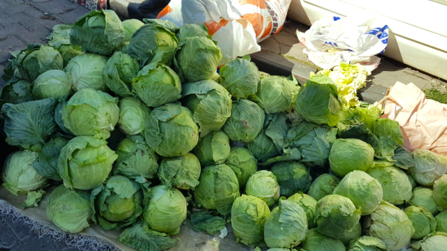 Cabbage Theft in Giresun Worries Producers