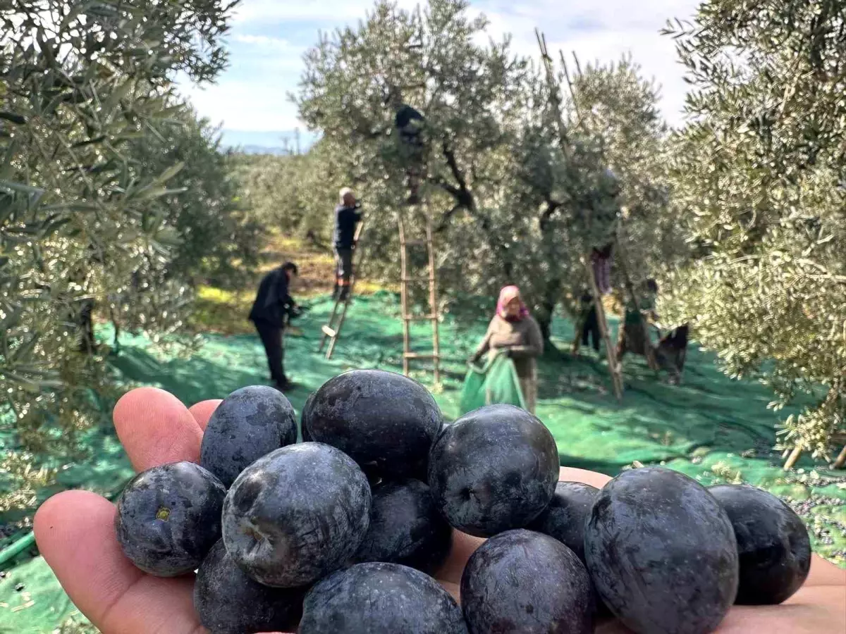 Bursa'nın Katırlı Mahallesi'nde Zeytin Hasadı Başladı