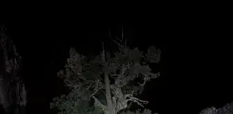 Karaman'da Kayalıklardan Düşen Genç Hayatını Kaybetti