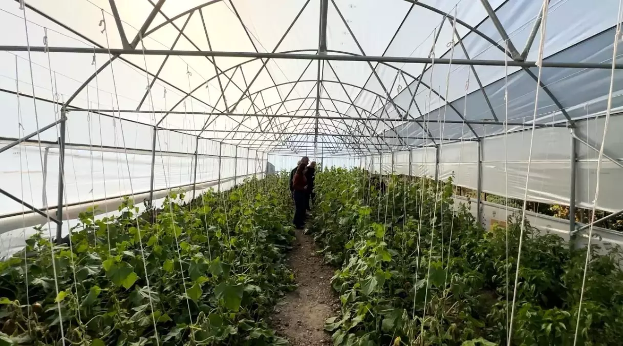 Hakkari'de Boşaltılan Köyler Yeniden Canlanıyor: 'Köye Dönüş' Projeleri ile Seracılık Başladı