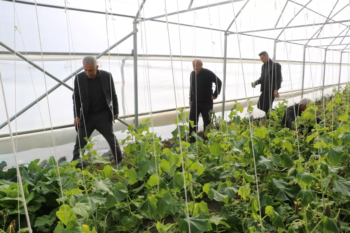 Yüksekova'da Köye Dönüş Projesi ile Tarıma Dönüş