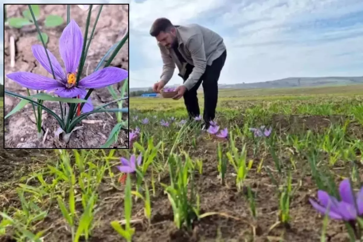 O ilimiz resmen şaha kalkacak! Fiyatını duyanlar 'yok artık' diyor
