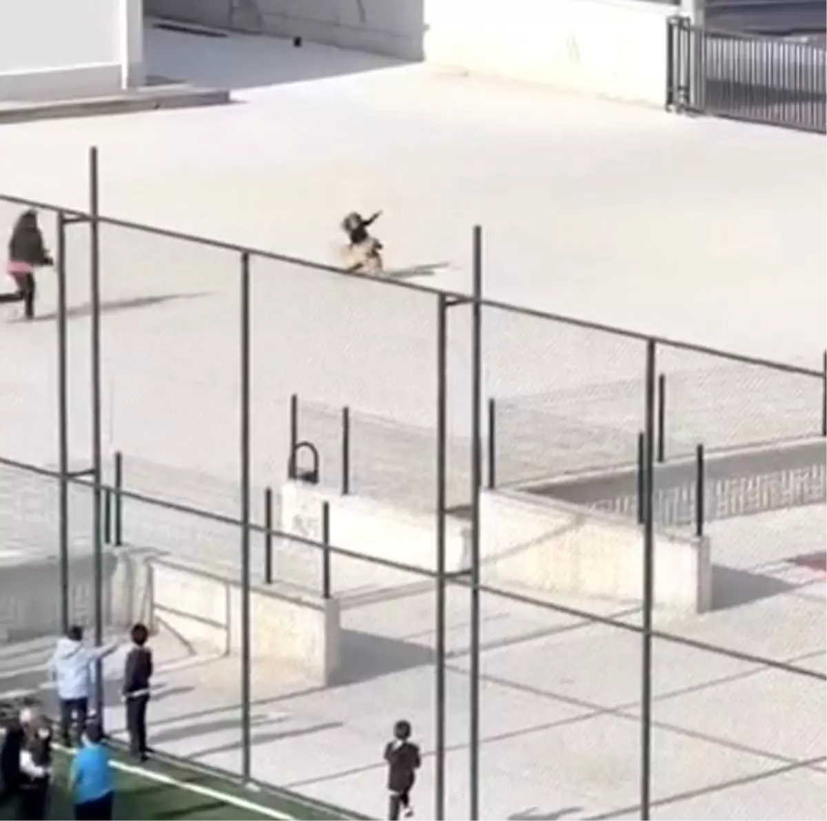 Çorum'da Teneffüste Köpek Panik Yarattı