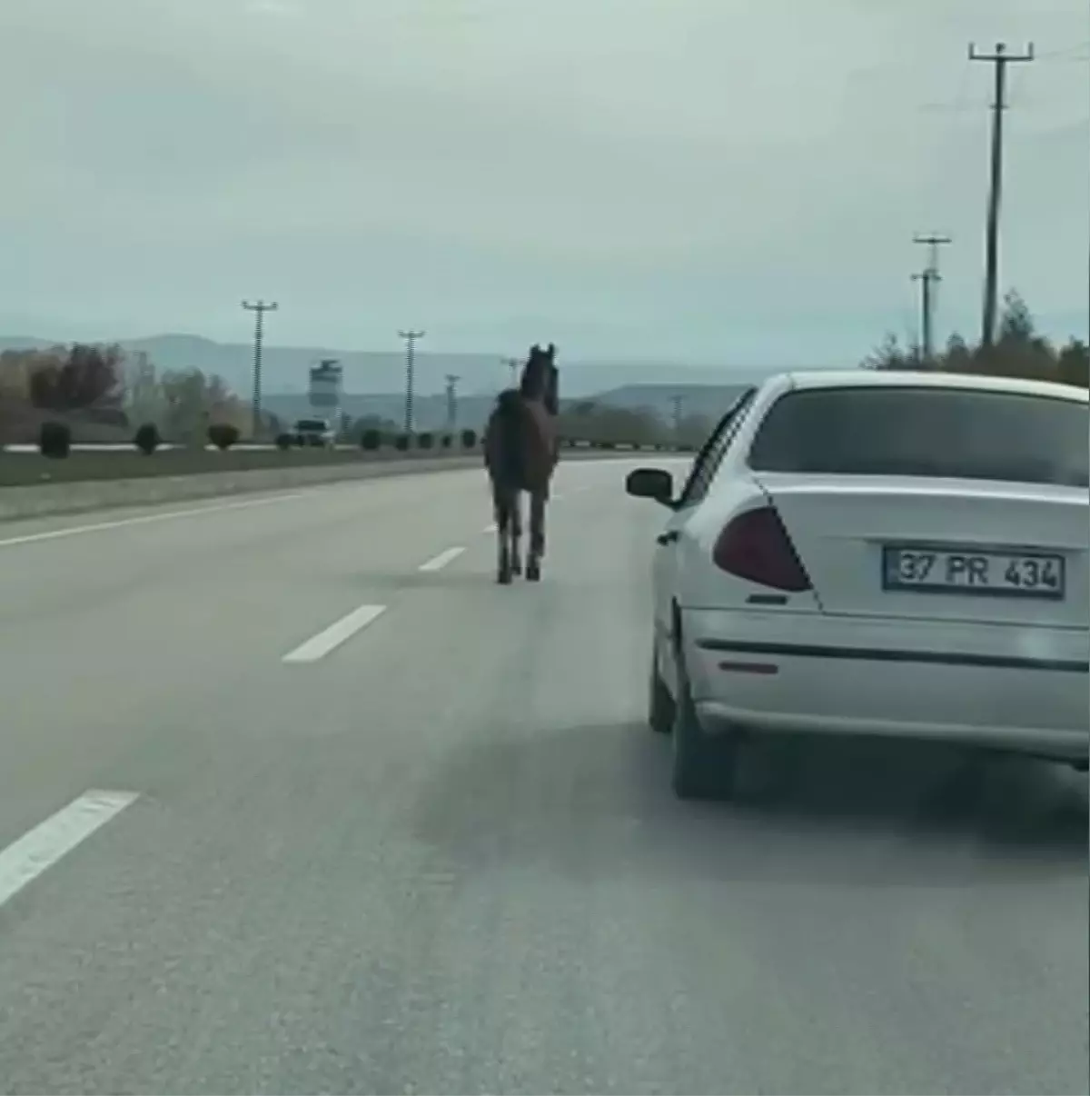 İnebolu'da Başıboş At Trafikte Zor Anlar Yaşattı
